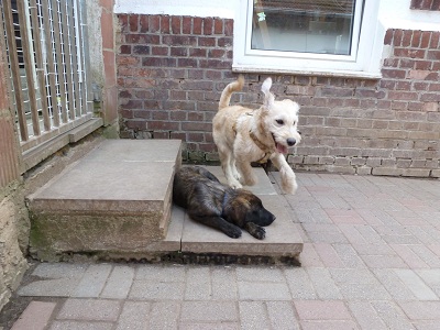 Sambo und Jacko